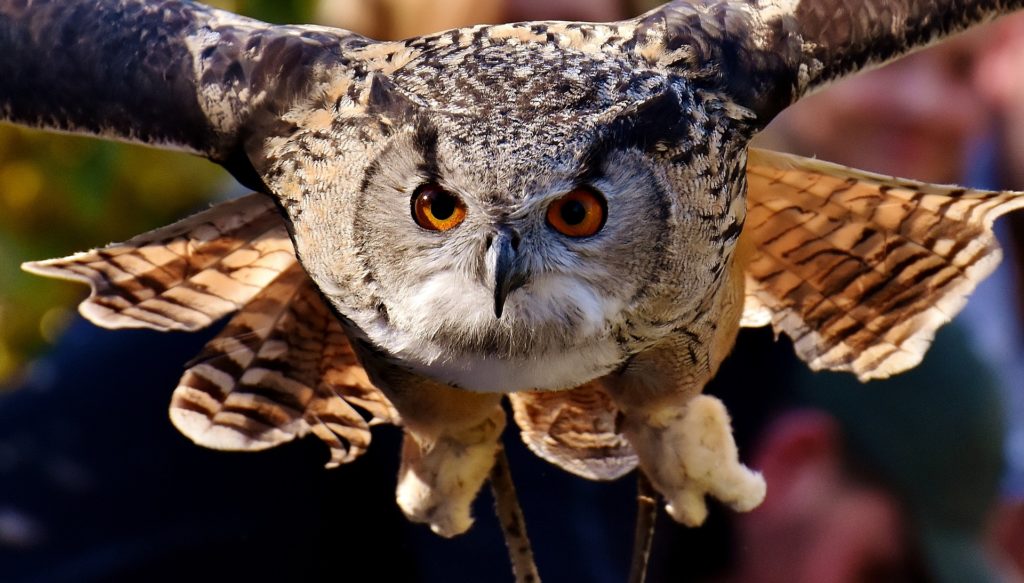 Meditation -Focus Owl